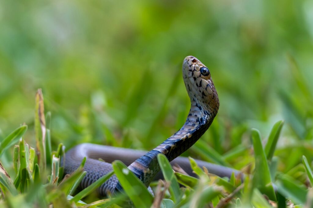 A snake raises its head in green grass.