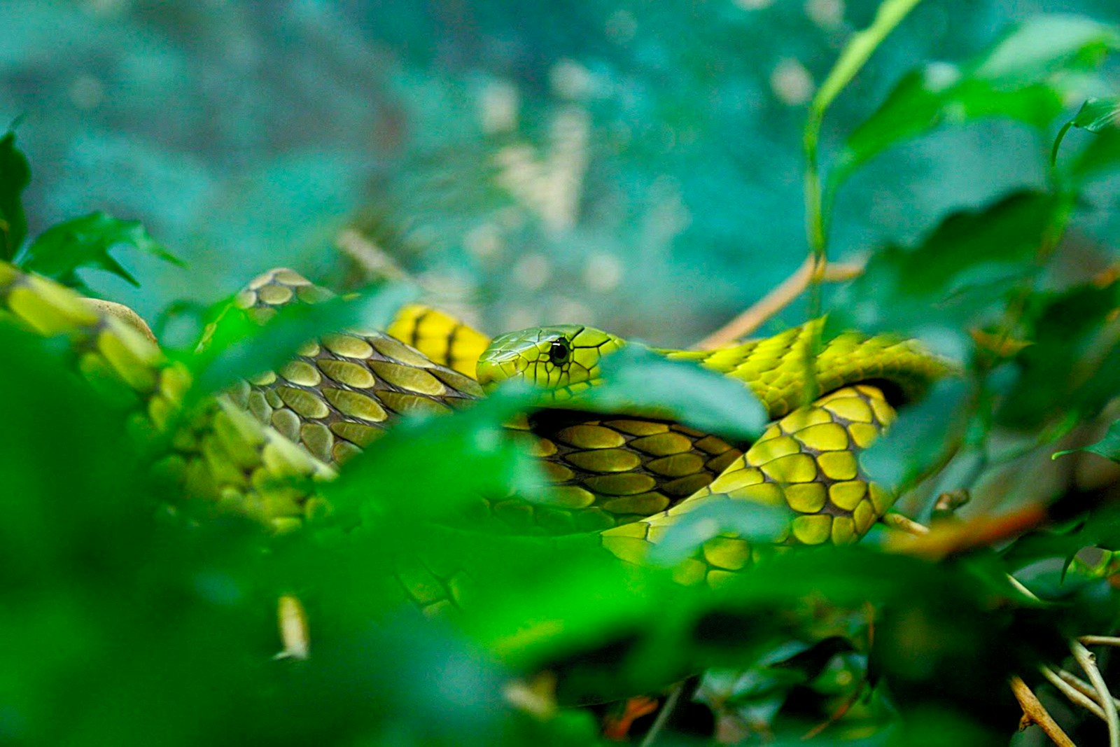 Green snake between green leaves