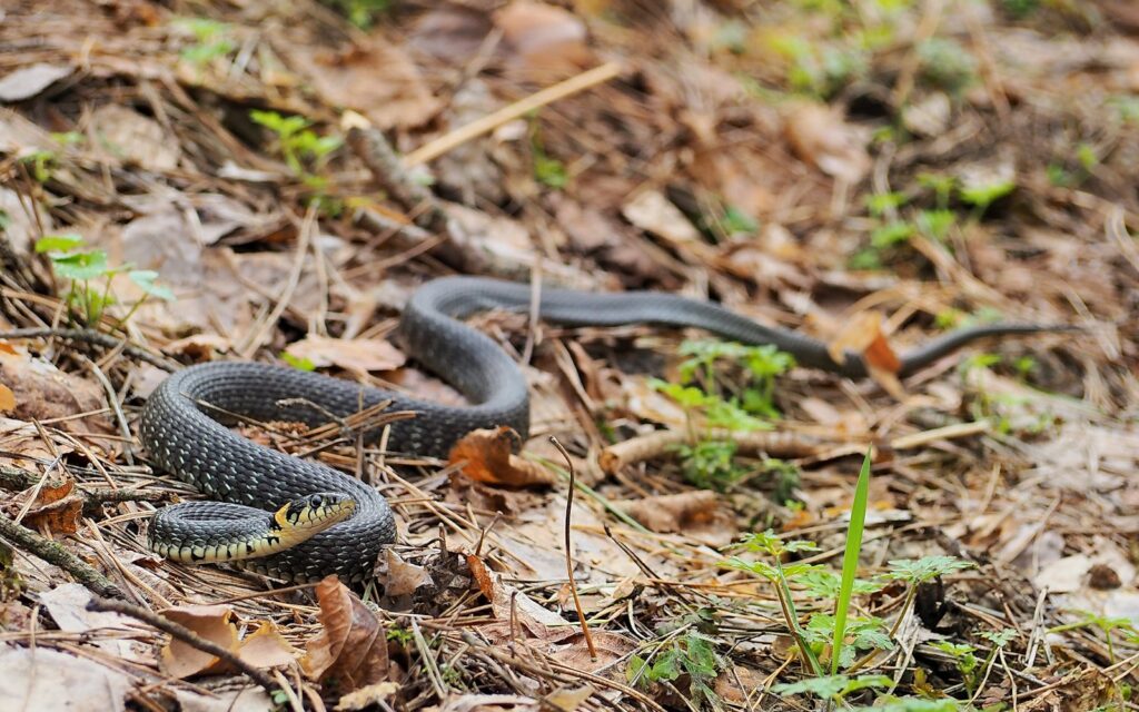 A snake laying on the ground