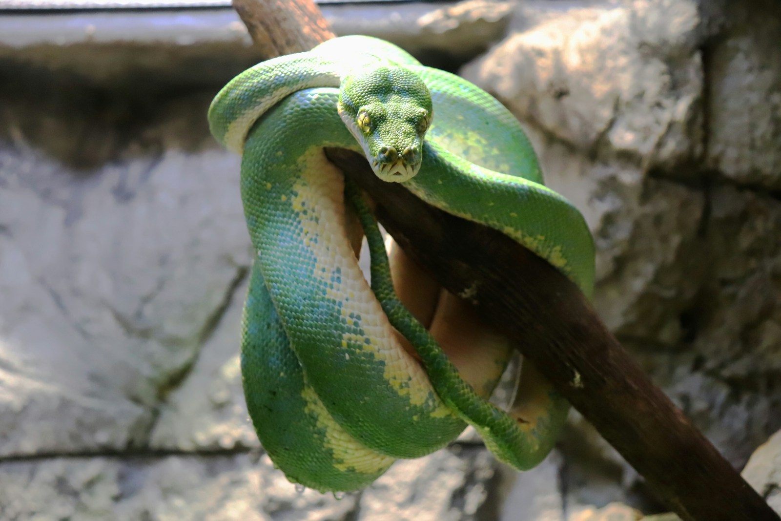 Green and yellow snake on a brown twig