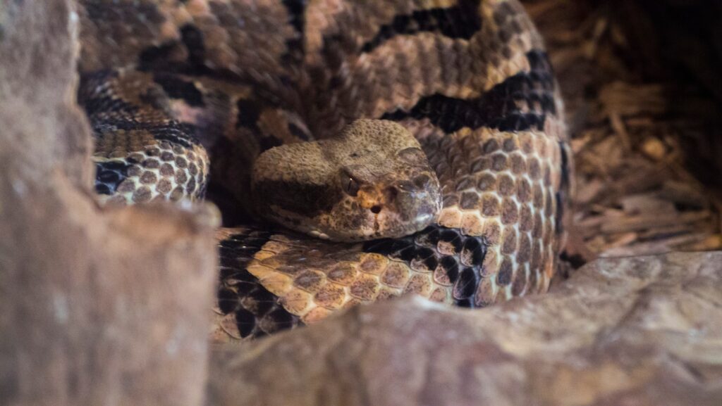 brown and black snake on brown rock