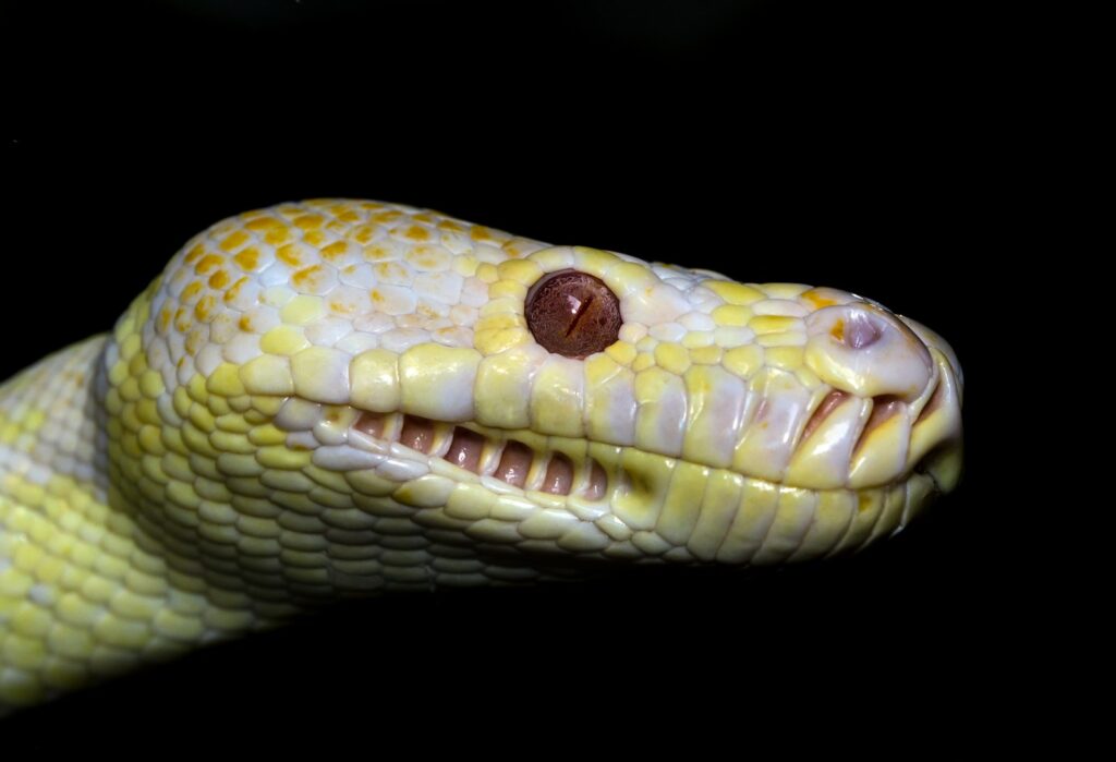Yellow and white snake on a black background