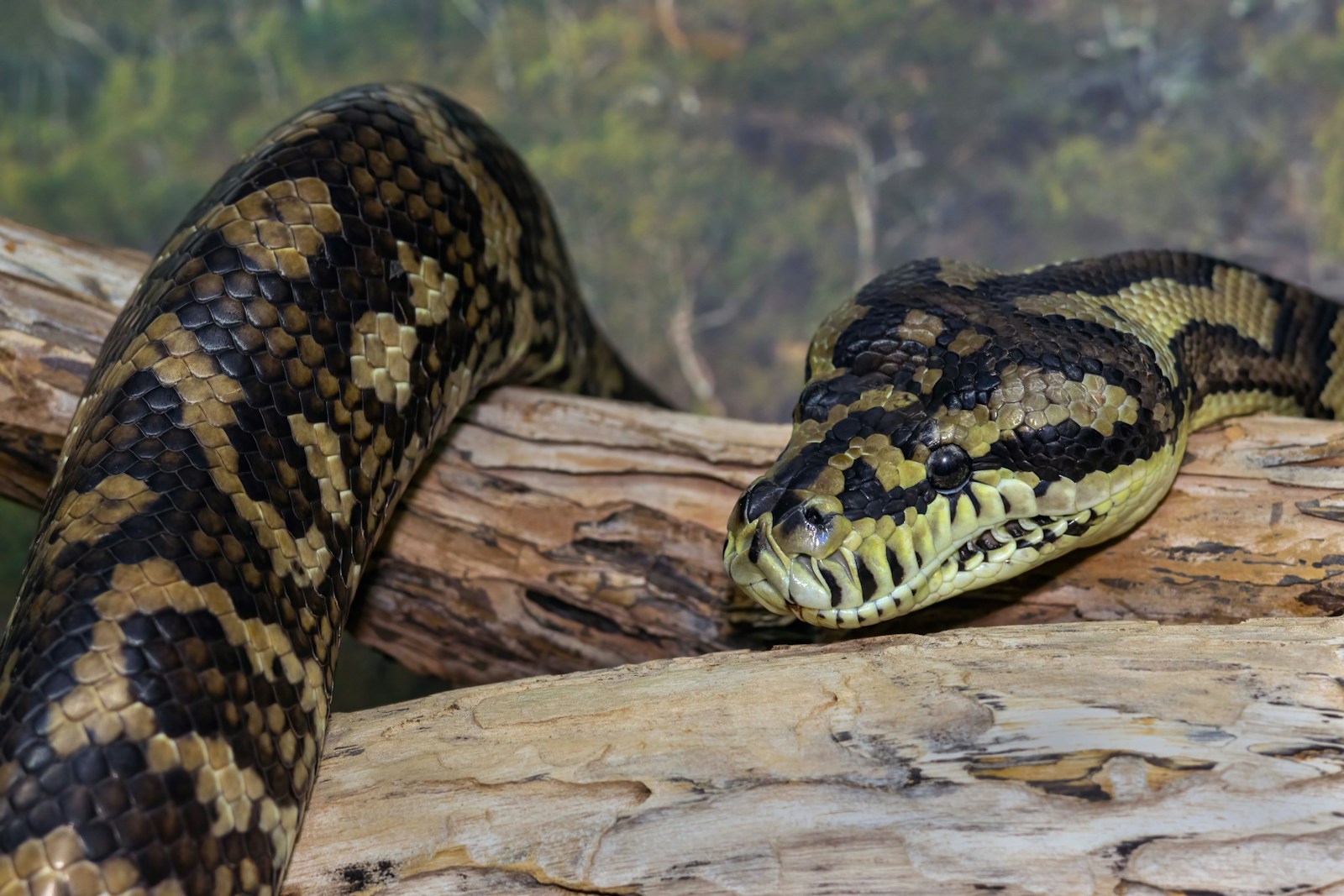 A large snake sitting on top of a tree branch