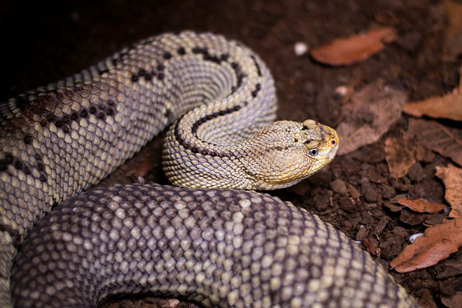 A coiled snake on the ground