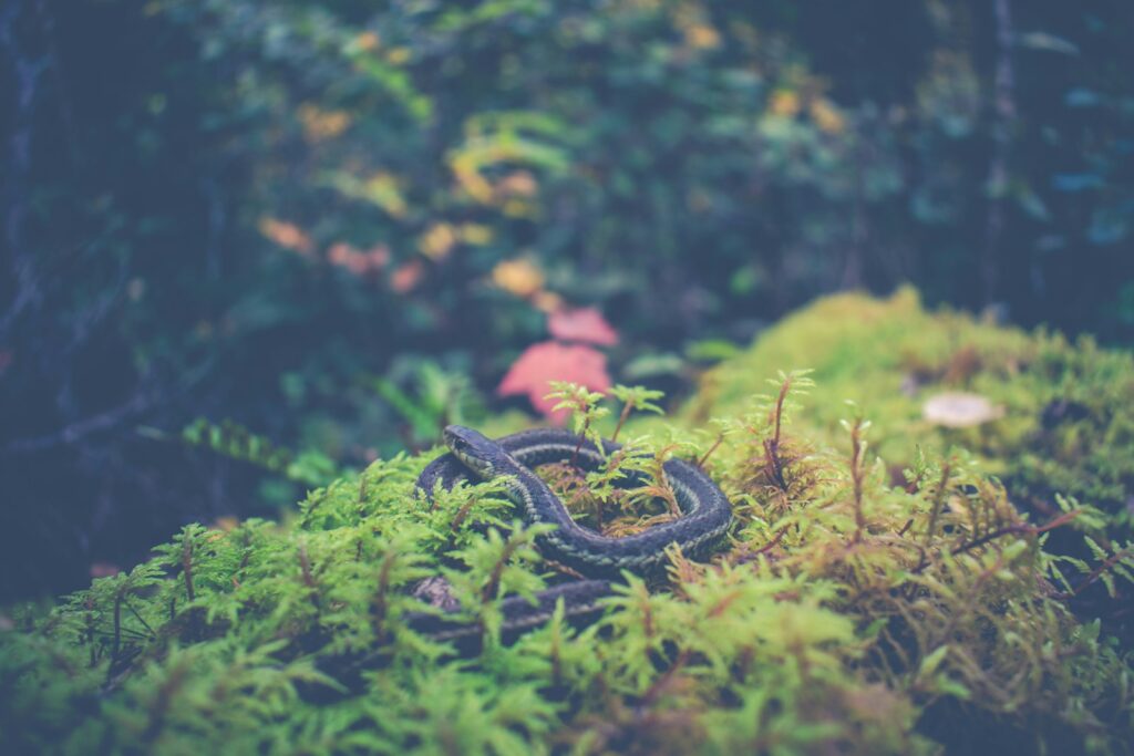 Rattle snake on green grass