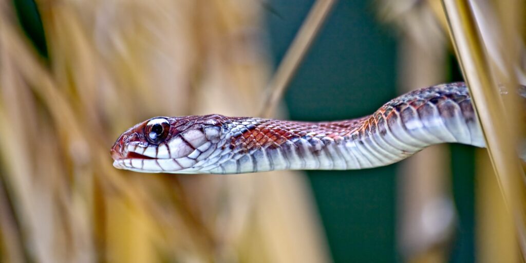 Red and white snake peeping through the branches