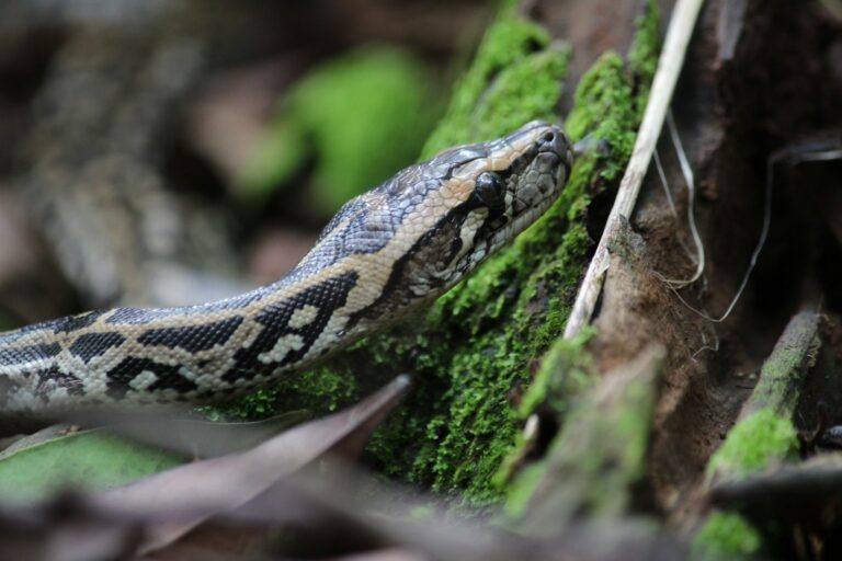 Snake Rituals The Most Mysterious Snake Worship Practices from Around the World