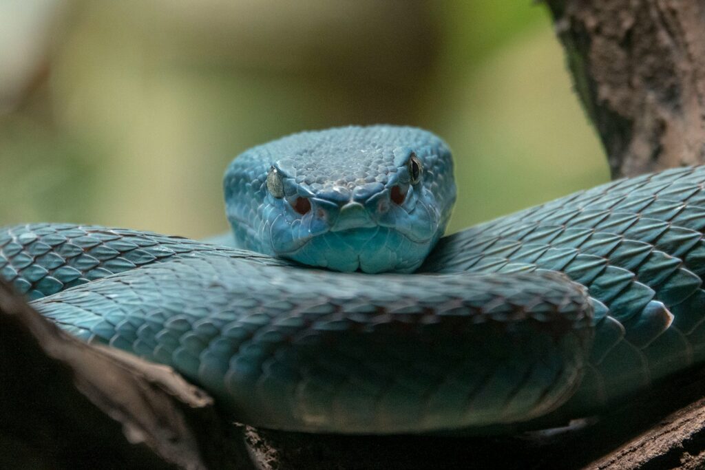 A beautiful blue snake on a brown tree branch