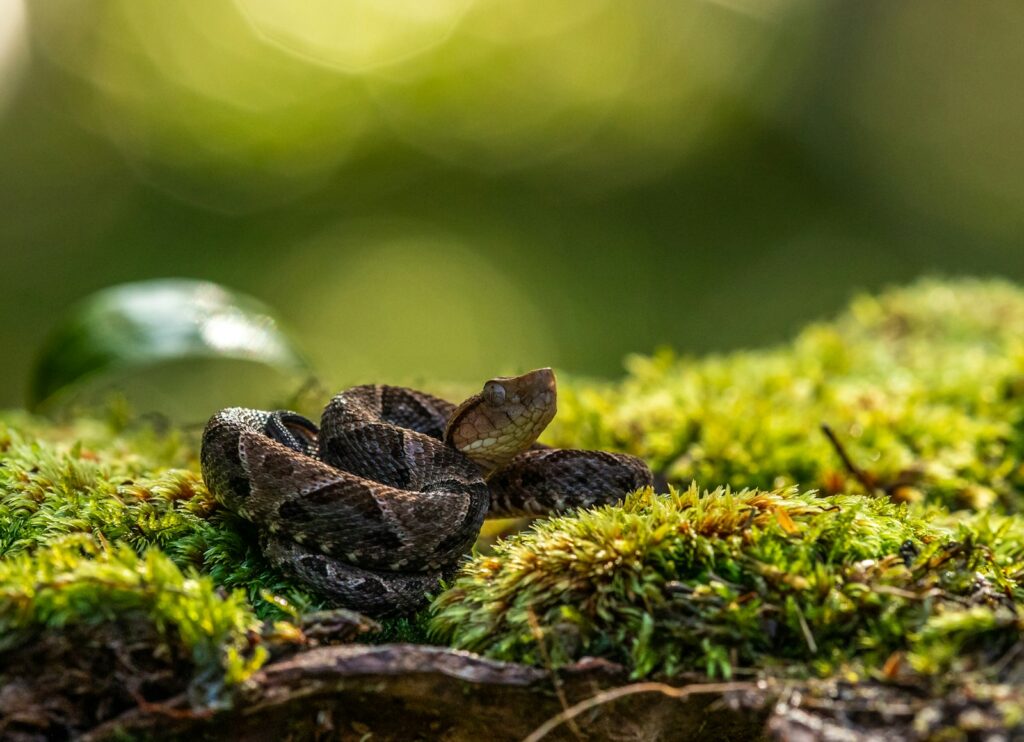 Brown snake on grass