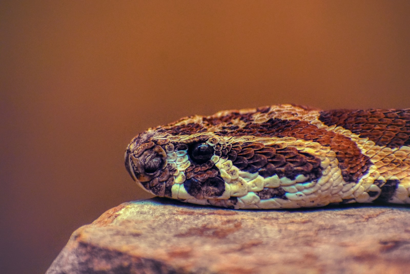 Brown and black snake on brown rock