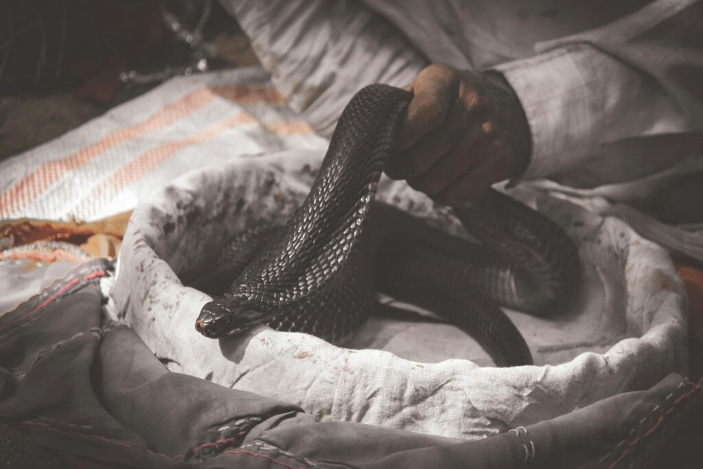 Person holding black snake