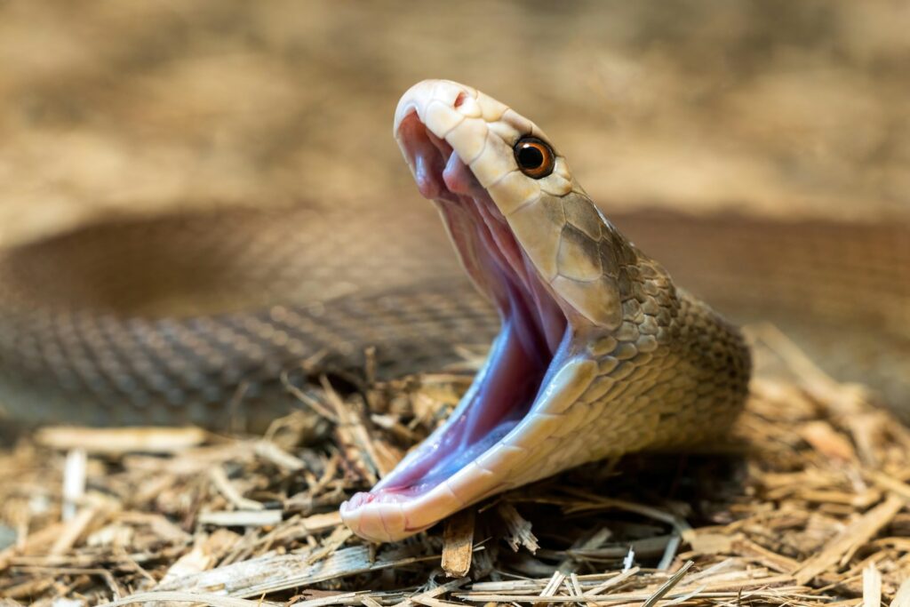 A snake opens its mouth, ready to strike