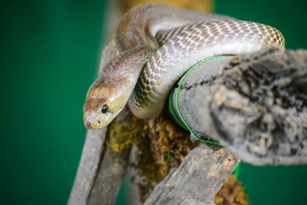 Brown snake on a brown wooden branch
