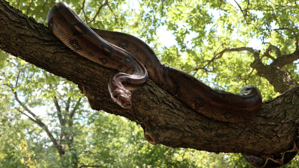 A large snake on a tree