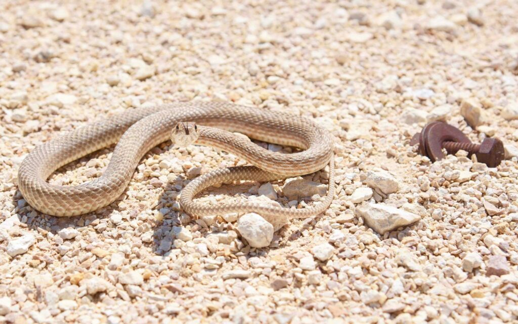 Brown snake camouflaging itself to blend in with the ground's surface