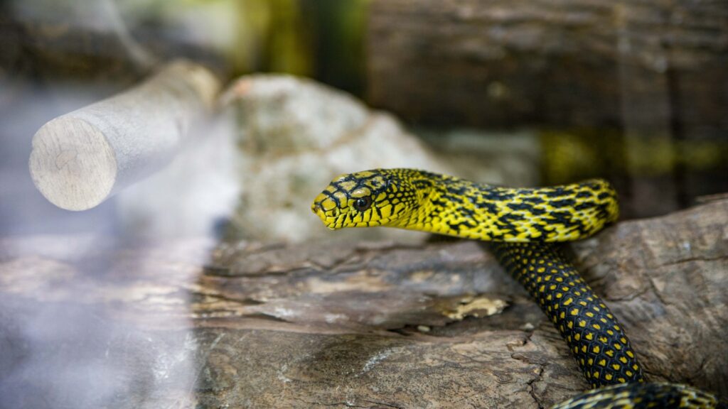 Black and yellow leopard-pattern textile snake