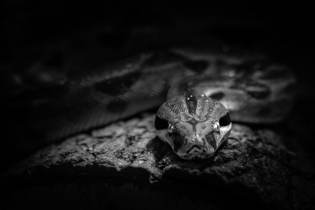 A black and white photo of a snake