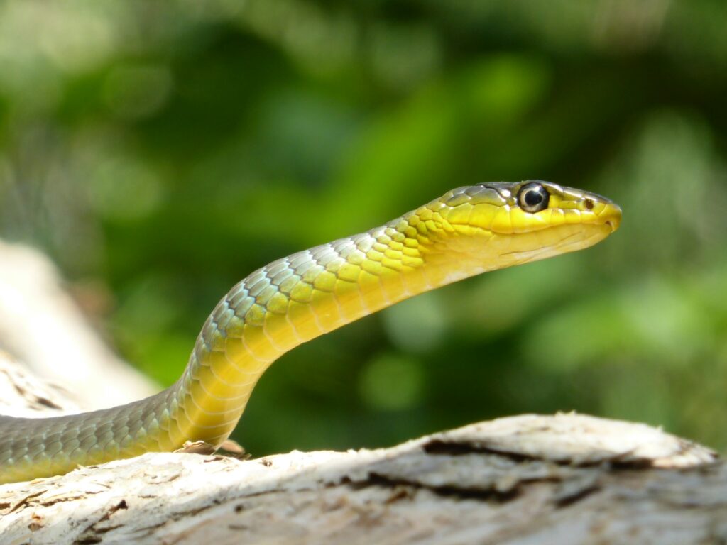 Green and yellow snake on a rock