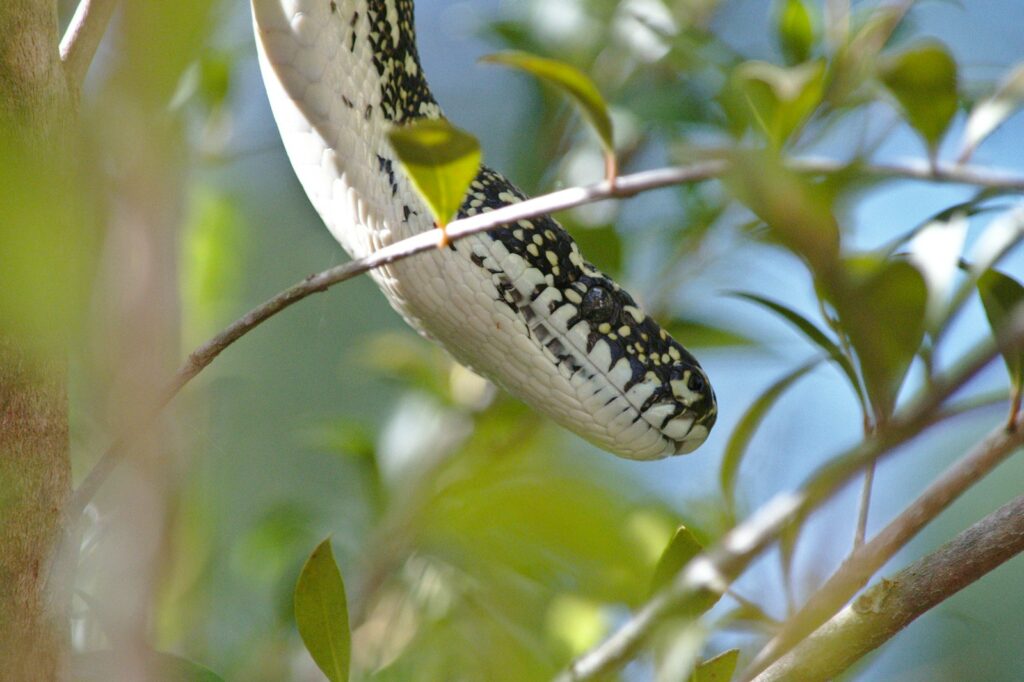Black and white snake on a tree branch