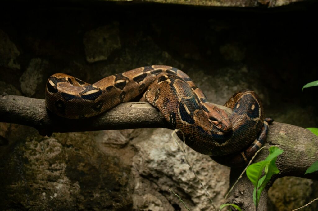 Brown and black snake on a gray rock