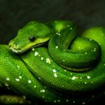 A green viper on a branch