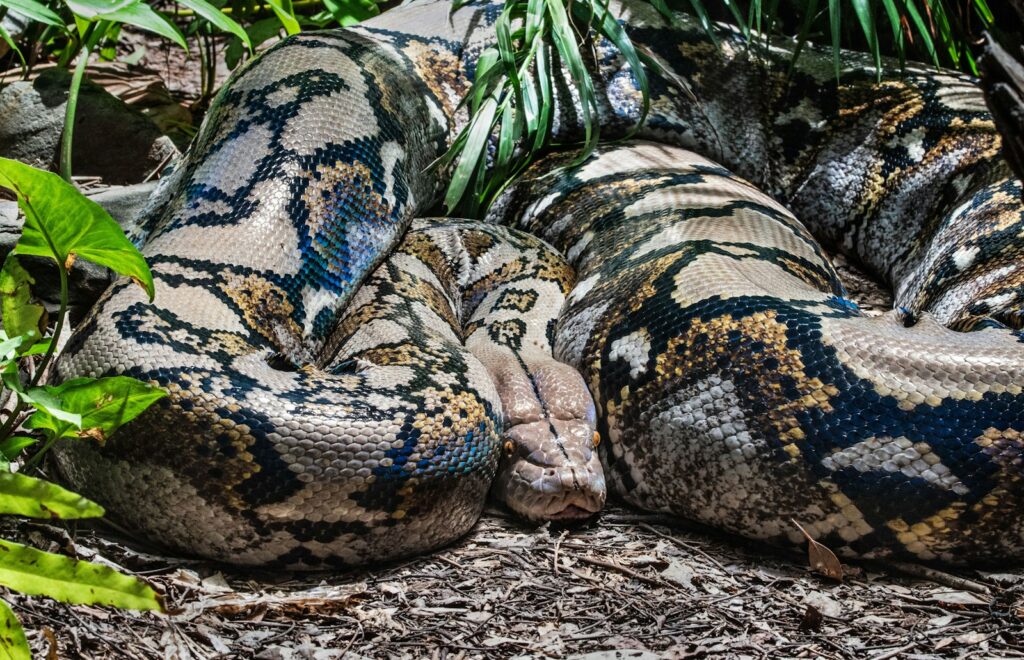 Brown and black snake on the ground