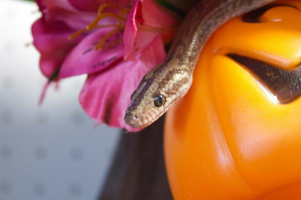 A close up of a pumpkin with a snake on it