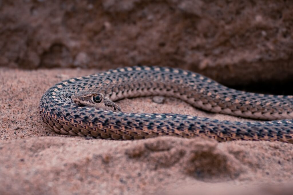 Brown and gray snake on sand
