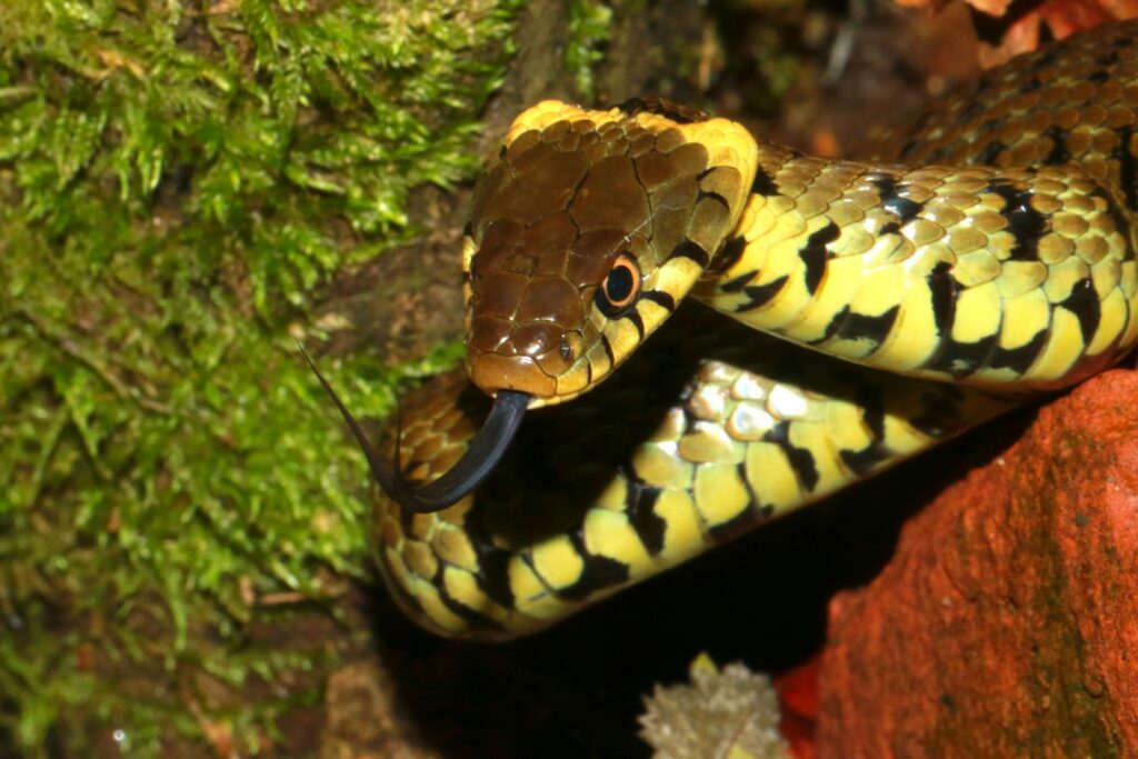 Yellow and black snake on a brown rock