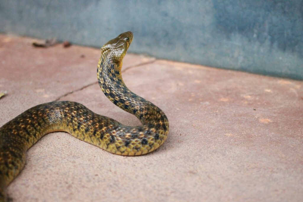 Black and brown snake trying to climb up a wall