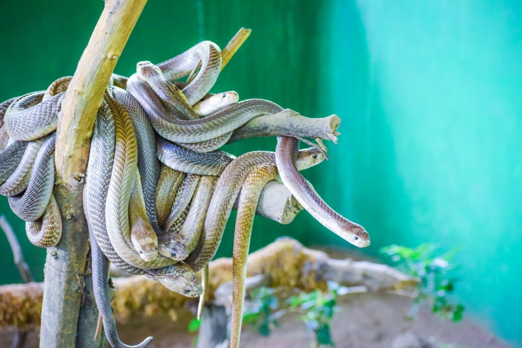 Brown and white snakes on brown branches