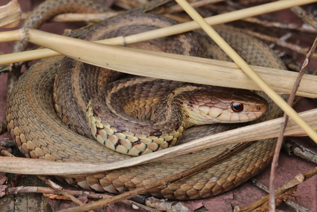 A brown and black snake on brown wooden sticks