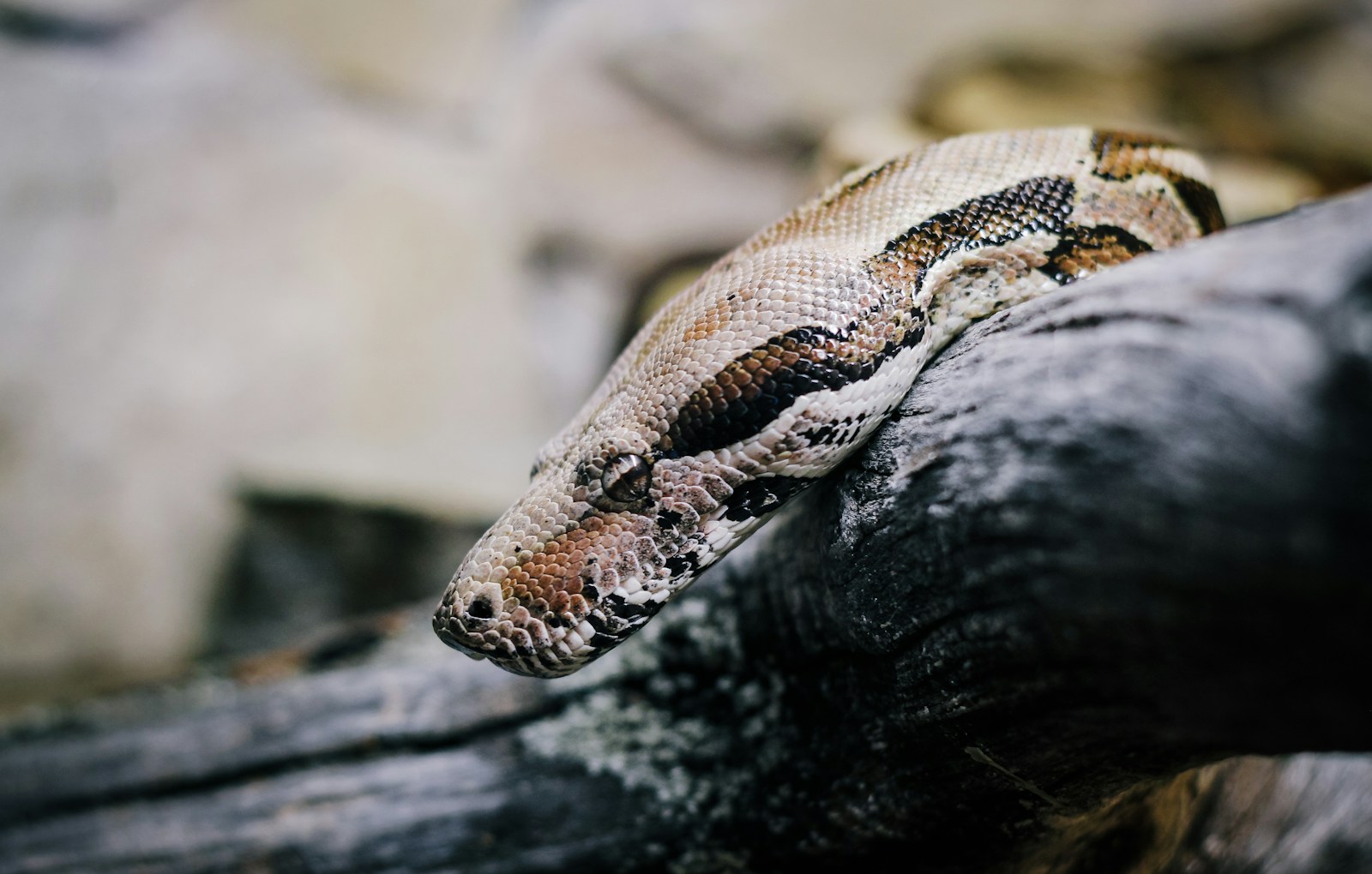 A close-up of a snake on a tree branch