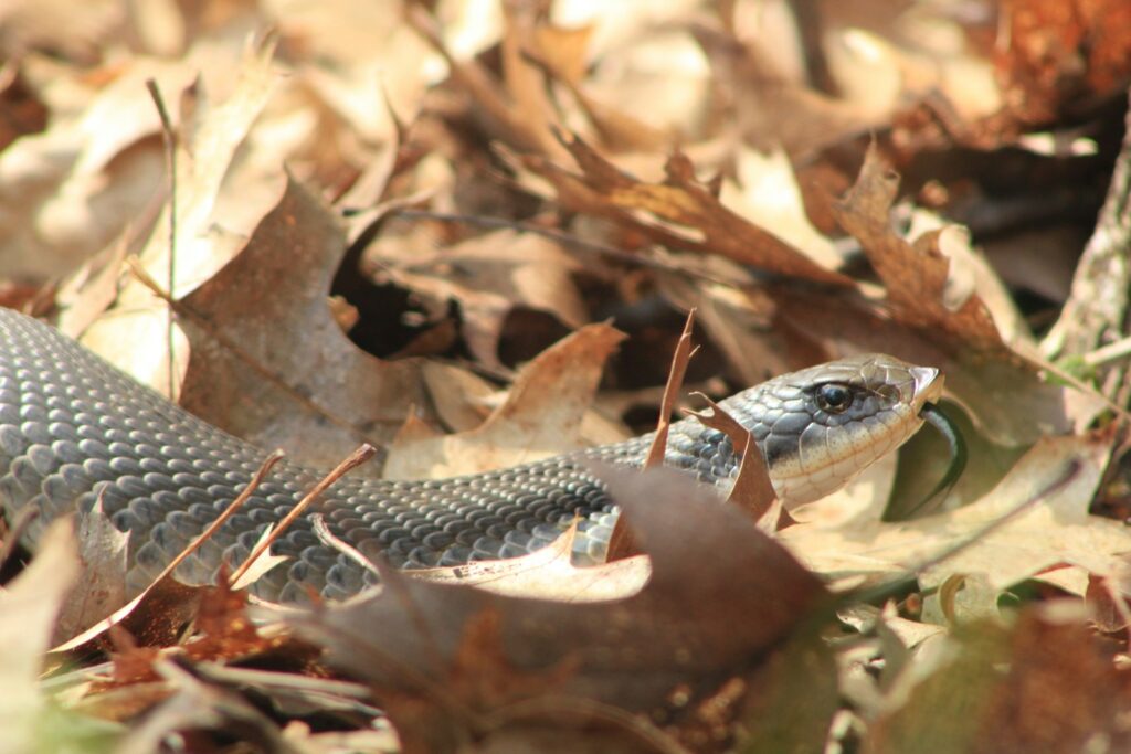 Black and white snake on dried leaves