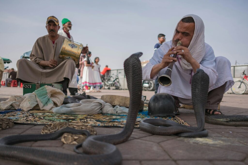 Man playing flute in front cobras