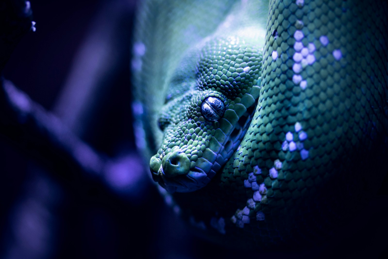 A close up photo of a green snake
