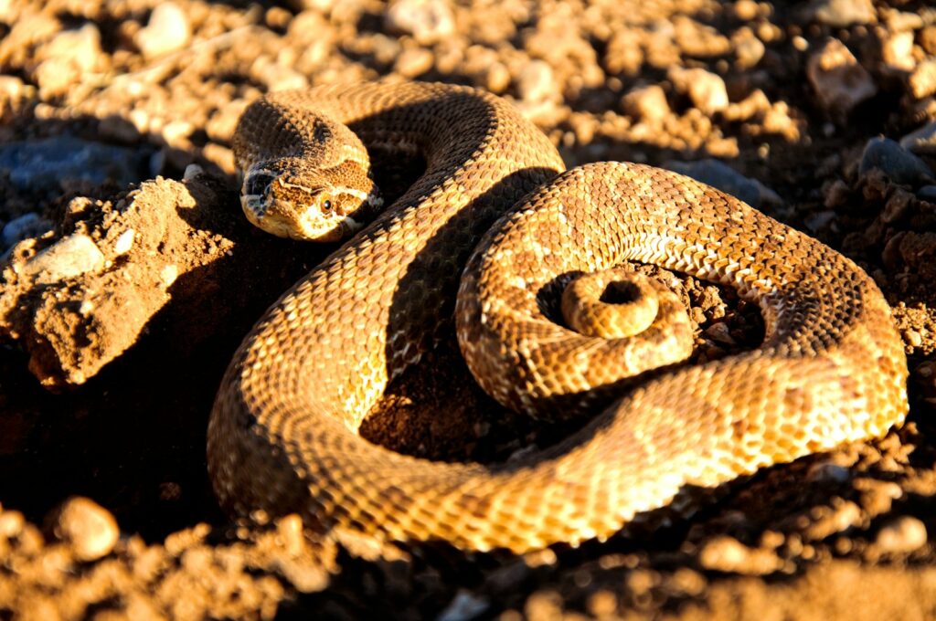 Sidewinder rattlesnake laying on top of a rocky ground