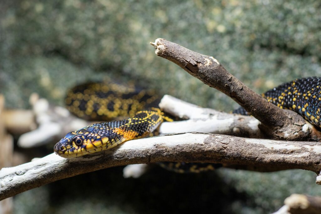 Black and yellow snake on tree branches