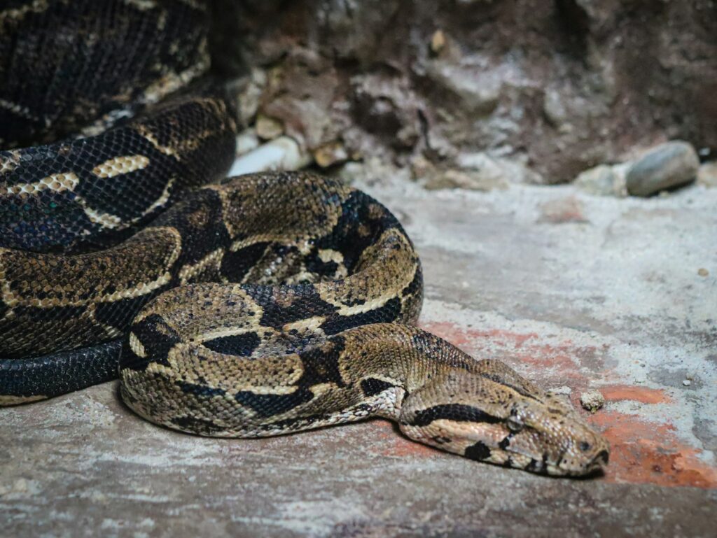 A close-up of a snake on a rock