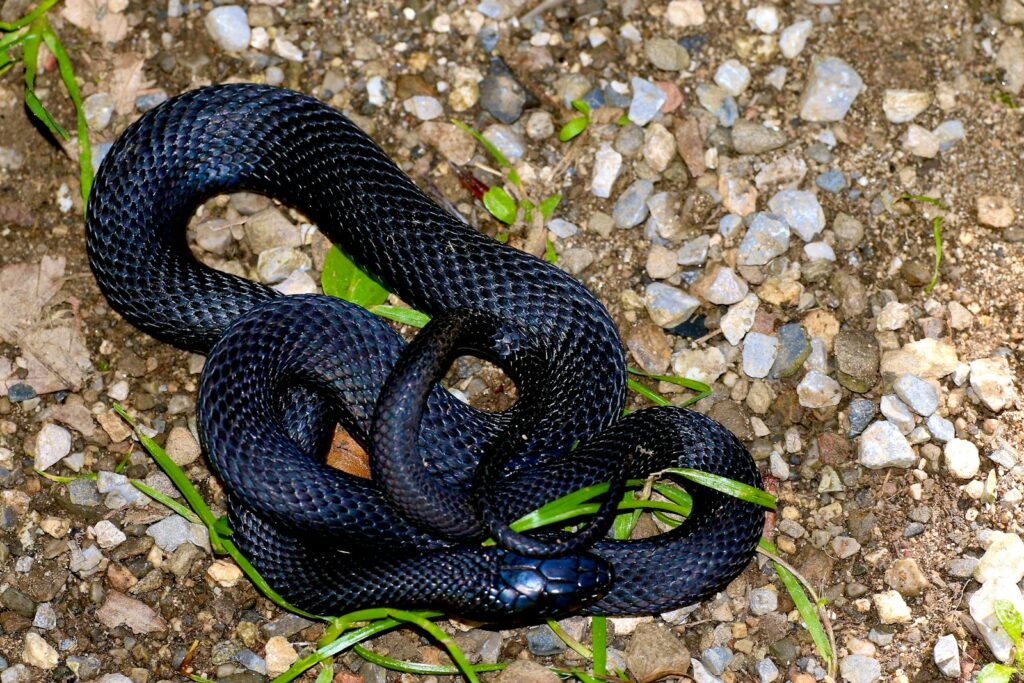 Black and white snake on gray and white stones