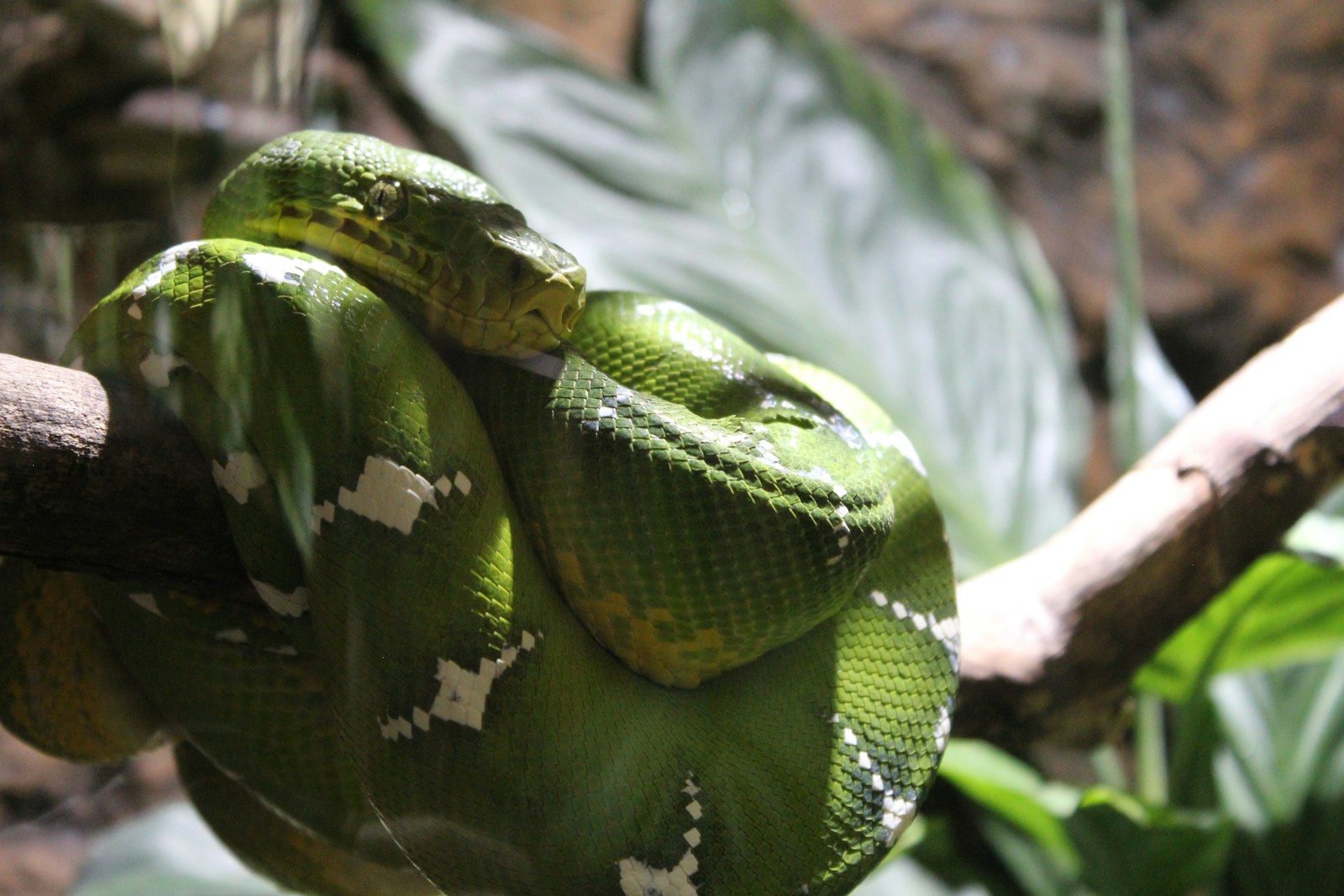 A green snake curled up on a branch