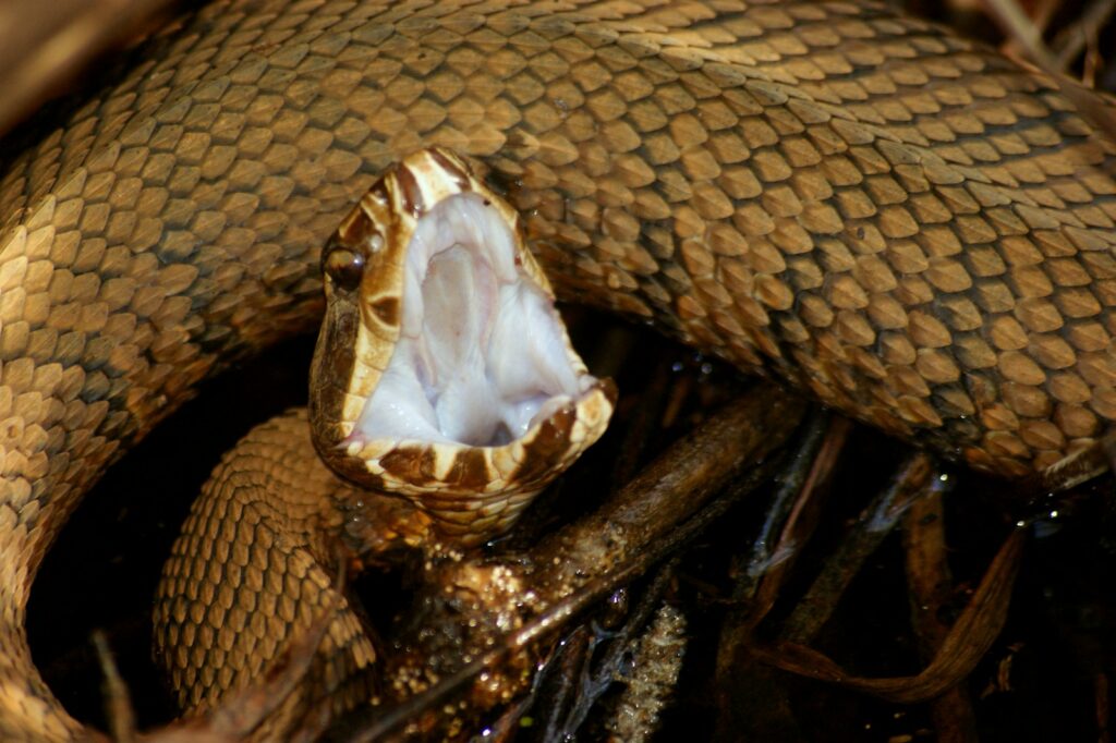 Brown and black snake with its mouth open