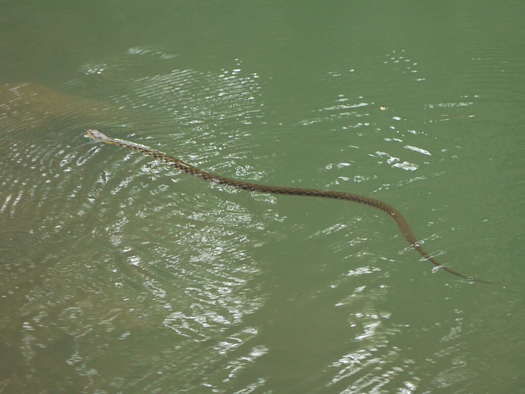 _snake_--_Asiatic_water_snake_