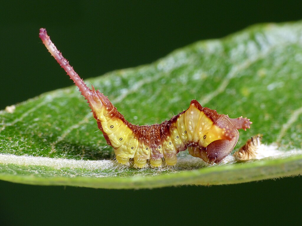 Puss Moth Caterpillar's 
