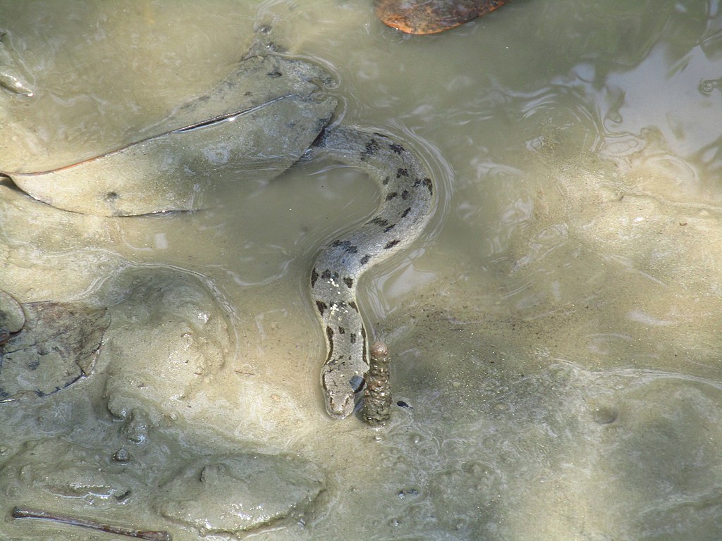 A_Dog-faced_Water_Snake_on_the_edge_of_water