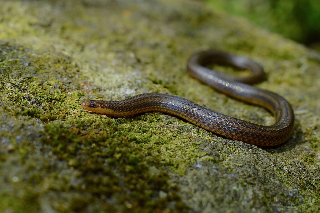 Adelphicos_quadrivirgatum_