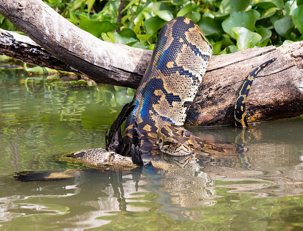 African_Rock_Python_constricting_a_Cormorant,_Lake_Naivasha,_Kenya