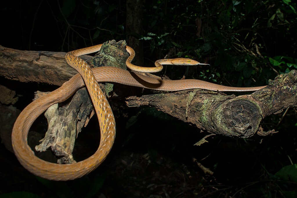 Ahaetulla_prasina_-_Asian_vine_snake_(orange_morph)_-_Khao_Yai_National_Park_(22365802071)