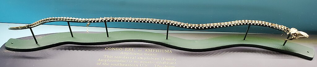 Amphiuma_means_skeleton
