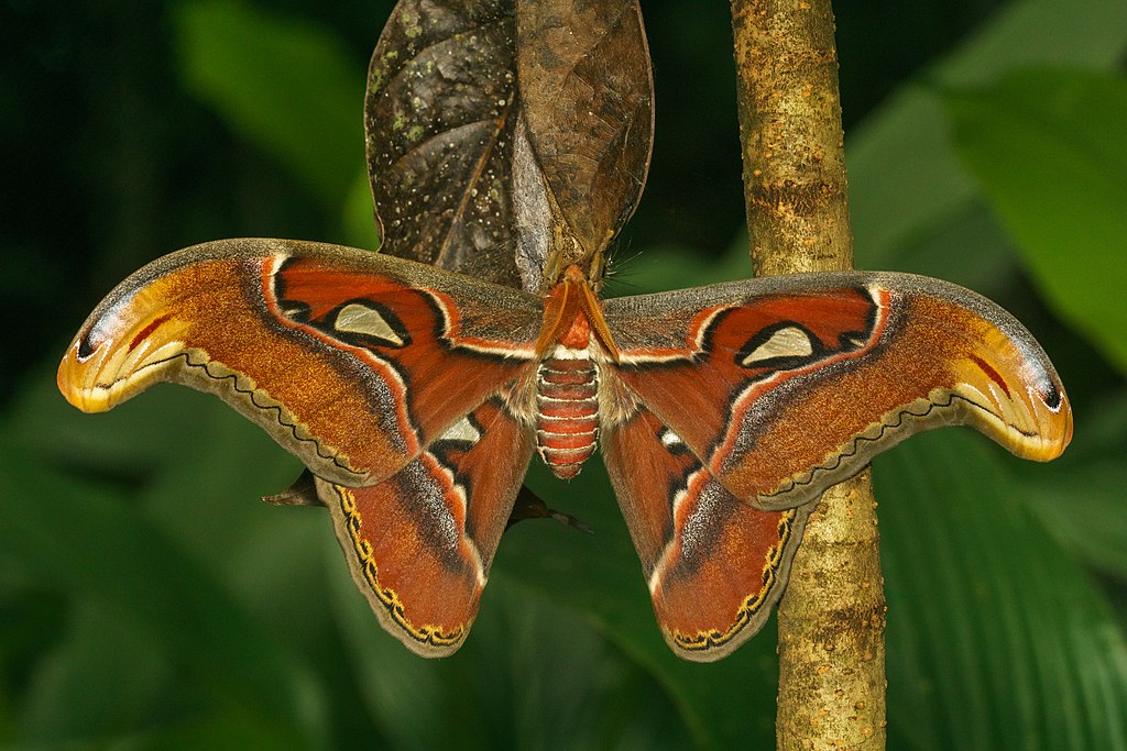 Attacus_taprobanis-Kadavoor-2018-07-07-001